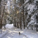 KONICA MINOLTA DIGITAL CAMERA